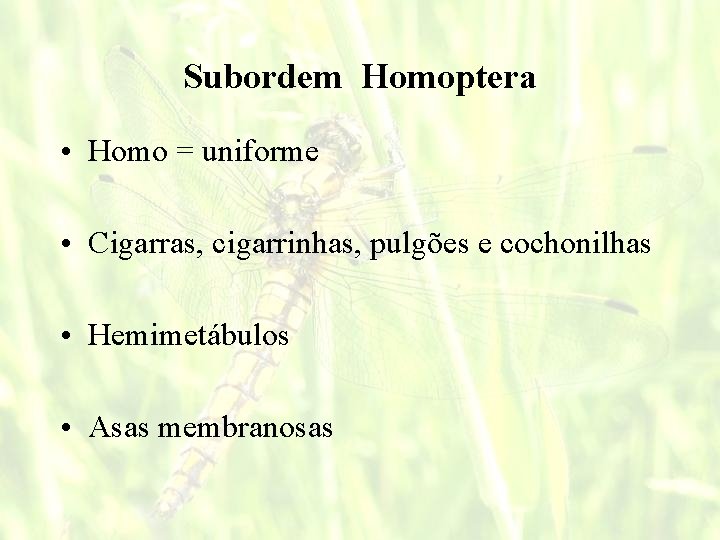 Subordem Homoptera • Homo = uniforme • Cigarras, cigarrinhas, pulgões e cochonilhas • Hemimetábulos