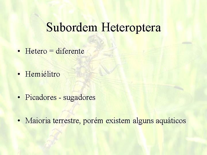 Subordem Heteroptera • Hetero = diferente • Hemiélitro • Picadores - sugadores • Maioria