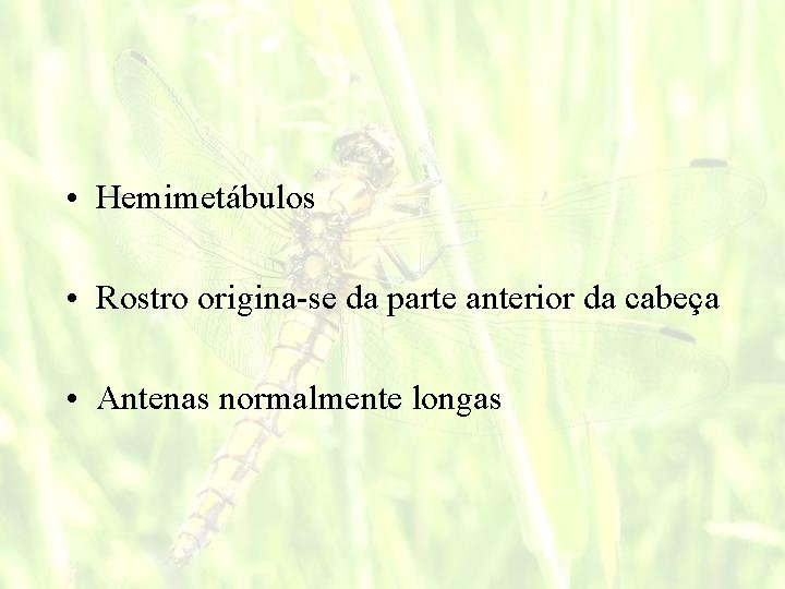  • Hemimetábulos • Rostro origina-se da parte anterior da cabeça • Antenas normalmente