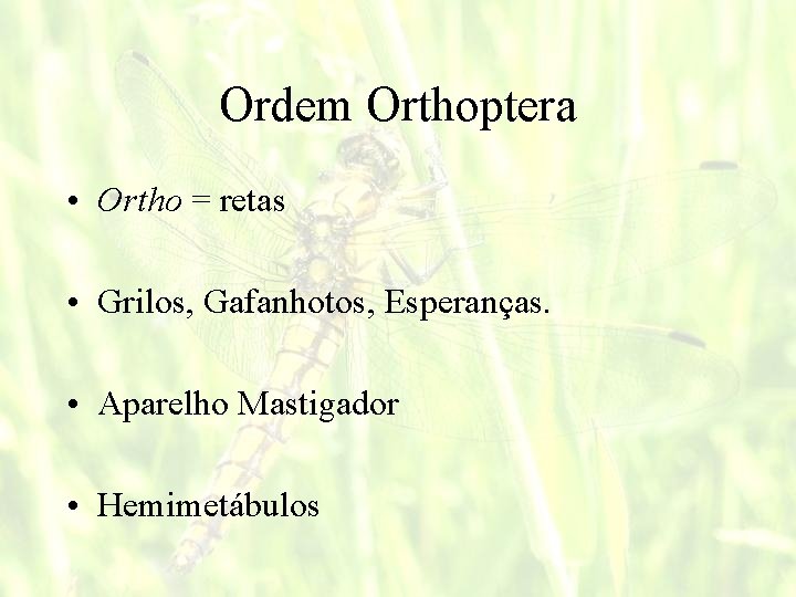 Ordem Orthoptera • Ortho = retas • Grilos, Gafanhotos, Esperanças. • Aparelho Mastigador •