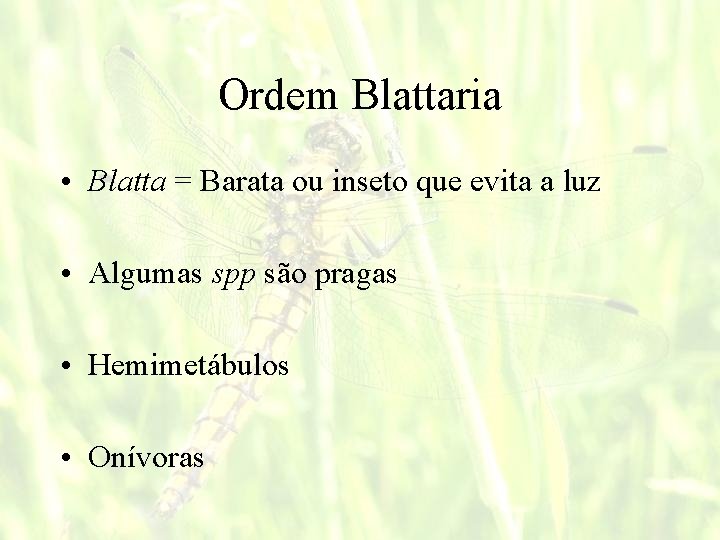 Ordem Blattaria • Blatta = Barata ou inseto que evita a luz • Algumas