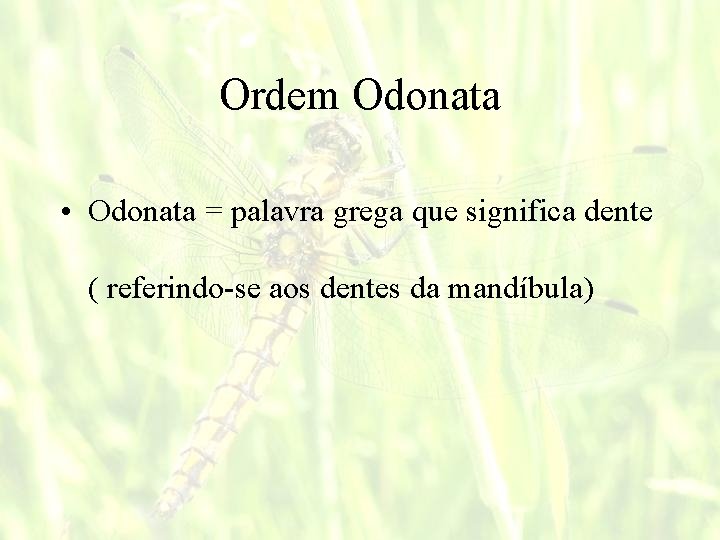 Ordem Odonata • Odonata = palavra grega que significa dente ( referindo-se aos dentes