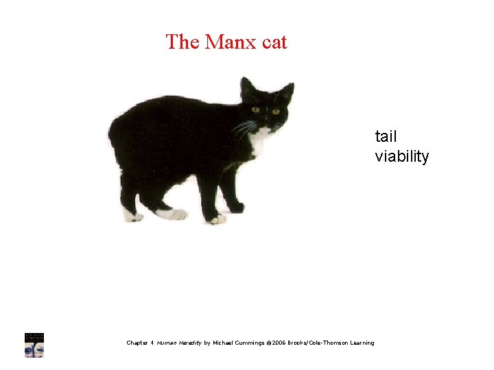 The Manx cat tail viability Chapter 4 Human Heredity by Michael Cummings © 2006