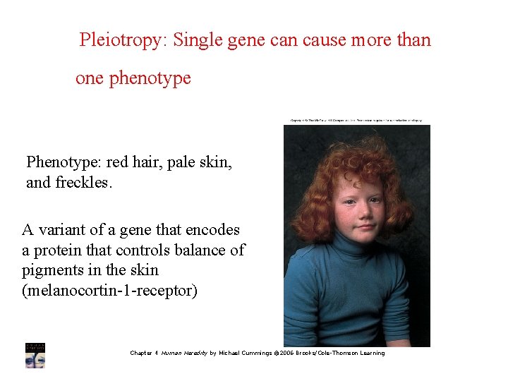 Pleiotropy: Single gene can cause more than one phenotype Phenotype: red hair, pale skin,