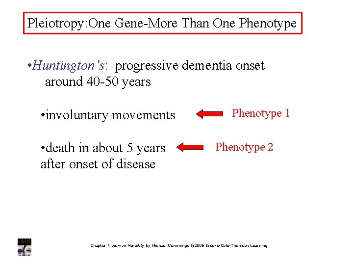 Pleiotropy: One Gene-More Than One Phenotype • Huntington’s: progressive dementia onset around 40 -50