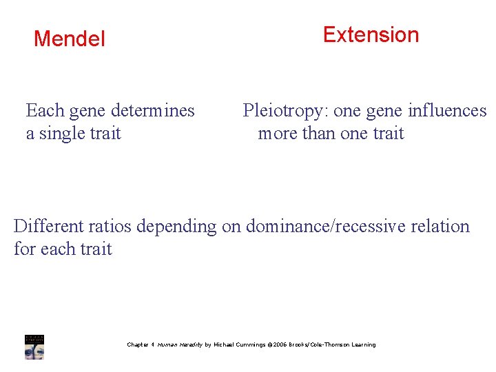 Extension Mendel Each gene determines a single trait Pleiotropy: one gene influences more than