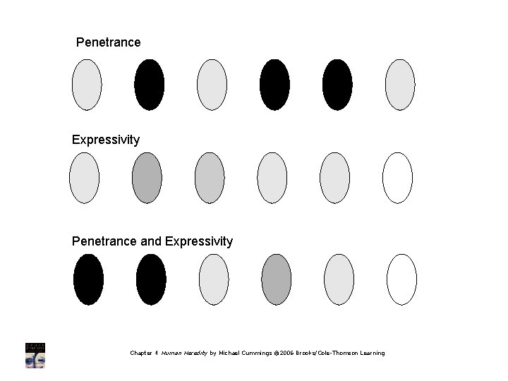 Penetrance Expressivity Penetrance and Expressivity Chapter 4 Human Heredity by Michael Cummings © 2006