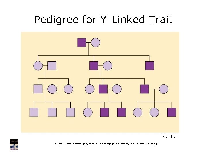 Pedigree for Y-Linked Trait Fig. 4. 24 Chapter 4 Human Heredity by Michael Cummings