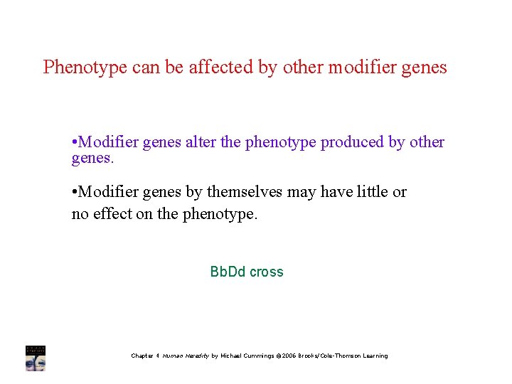Phenotype can be affected by other modifier genes • Modifier genes alter the phenotype