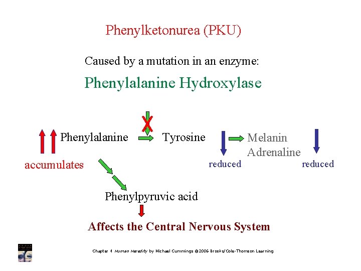 Phenylketonurea (PKU) Caused by a mutation in an enzyme: Phenylalanine Hydroxylase Phenylalanine Tyrosine reduced