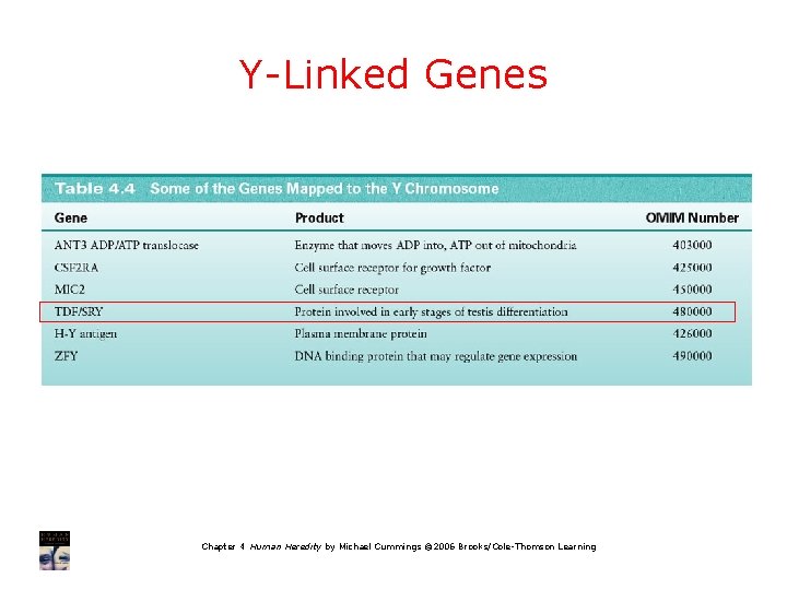 Y-Linked Genes Chapter 4 Human Heredity by Michael Cummings © 2006 Brooks/Cole-Thomson Learning 