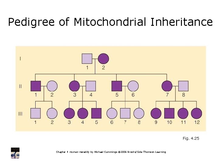 Pedigree of Mitochondrial Inheritance Fig. 4. 25 Chapter 4 Human Heredity by Michael Cummings