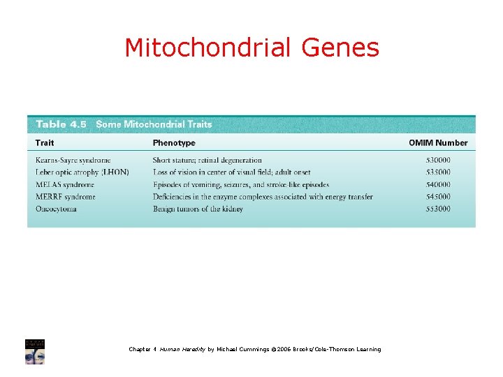 Mitochondrial Genes Chapter 4 Human Heredity by Michael Cummings © 2006 Brooks/Cole-Thomson Learning 