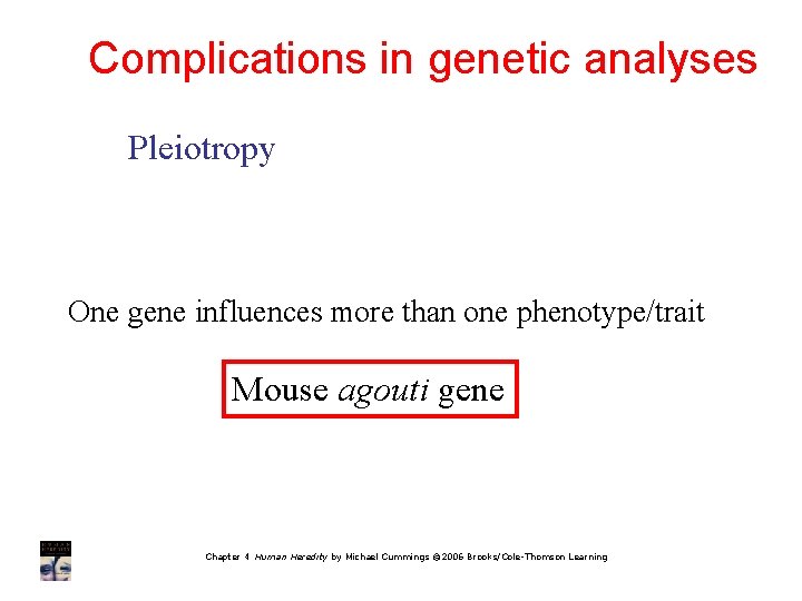 Complications in genetic analyses Pleiotropy One gene influences more than one phenotype/trait Mouse agouti