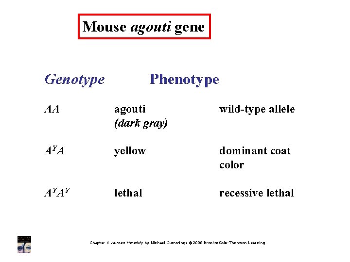Mouse agouti gene Genotype Phenotype AA agouti (dark gray) wild-type allele A YA yellow
