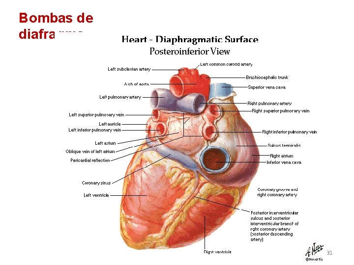 Bombas de diafragma 31 