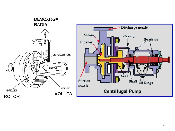 DESCARGA RADIAL ROTOR VOLUTA 7 