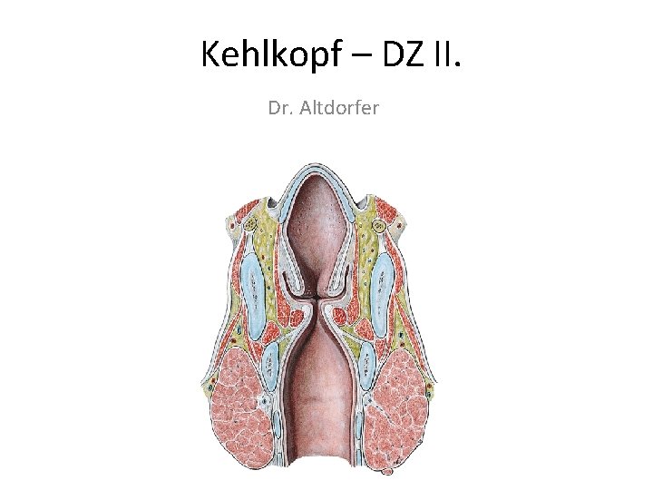 Kehlkopf – DZ II. Dr. Altdorfer 