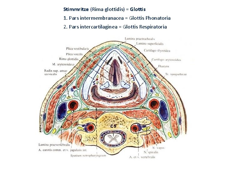 Stimmritze (Rima glottidis) = Glottis 1. Pars intermembranacea = Glottis Phonatoria 2. Pars intercartilaginea