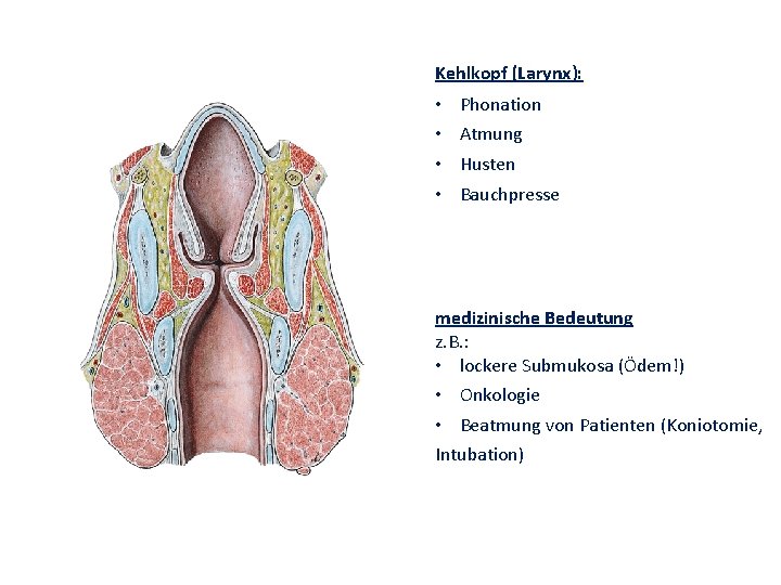 Kehlkopf (Larynx): • • Phonation Atmung Husten Bauchpresse medizinische Bedeutung z. B. : •