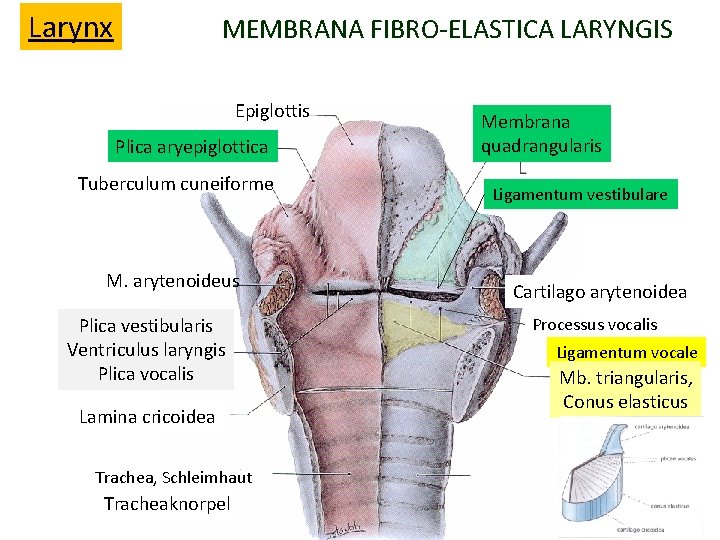 Larynx MEMBRANA FIBRO-ELASTICA LARYNGIS Epiglottis Plica aryepiglottica Tuberculum cuneiforme M. arytenoideus Plica vestibularis Ventriculus