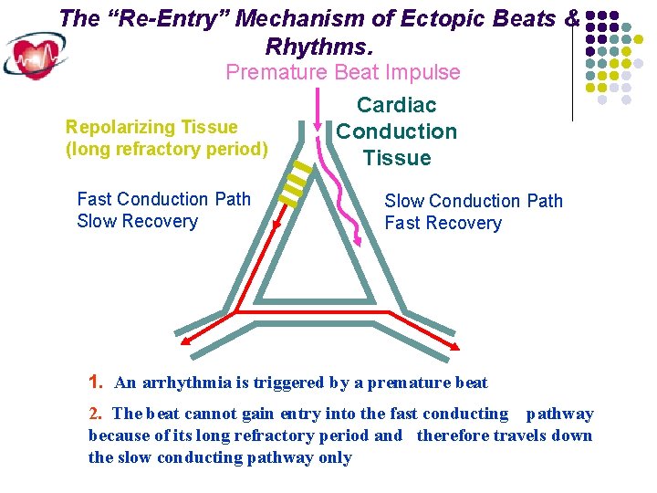 The “Re-Entry” Mechanism of Ectopic Beats & Rhythms. Premature Beat Impulse Cardiac Repolarizing Tissue