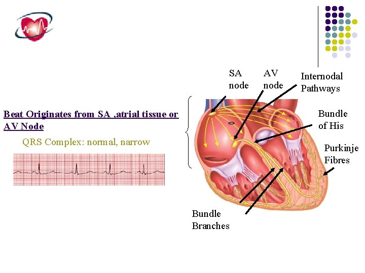 SA node AV node Internodal Pathways Bundle of His Beat Originates from SA ,