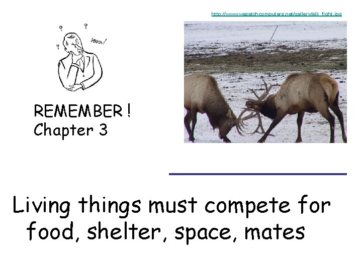 http: //www. wasatchcomputers. net/gallery/elk_fight. jpg REMEMBER ! Chapter 3 _______ Living things must compete