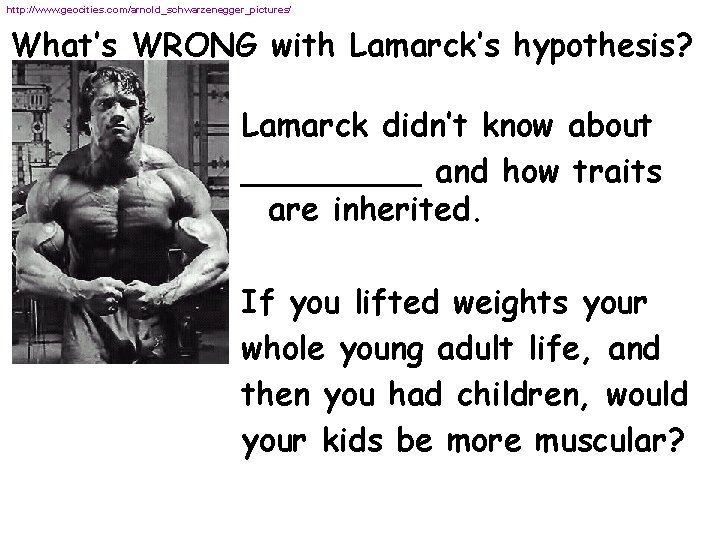 http: //www. geocities. com/arnold_schwarzenegger_pictures/ What’s WRONG with Lamarck’s hypothesis? Lamarck didn’t know about _____