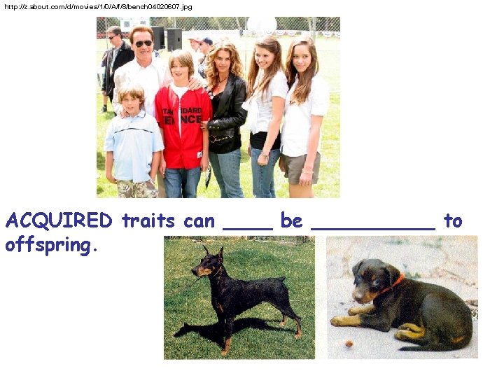http: //z. about. com/d/movies/1/0/A/f/8/bench 04020607. jpg ACQUIRED traits can ____ be _____ to offspring.