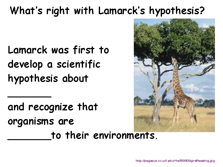 What’s right with Lamarck’s hypothesis? Lamarck was first to develop a scientific hypothesis about