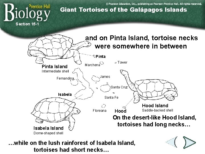 Giant Tortoises of the Galápagos Islands Section 15 -1 and on Pinta Island, tortoise