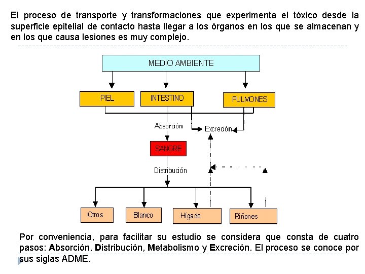 El proceso de transporte y transformaciones que experimenta el tóxico desde la superficie epitelial