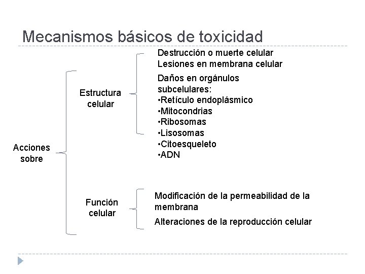 Mecanismos básicos de toxicidad Destrucción o muerte celular Lesiones en membrana celular Estructura celular