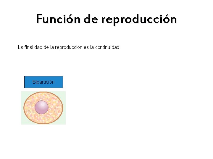 Función de reproducción La finalidad de la reproducción es la continuidad Bipartición 