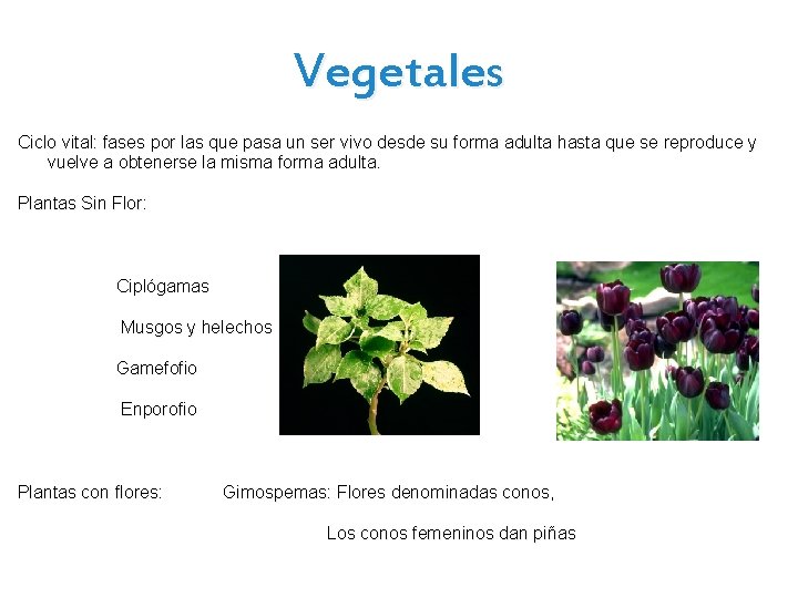 Vegetales Ciclo vital: fases por las que pasa un ser vivo desde su forma