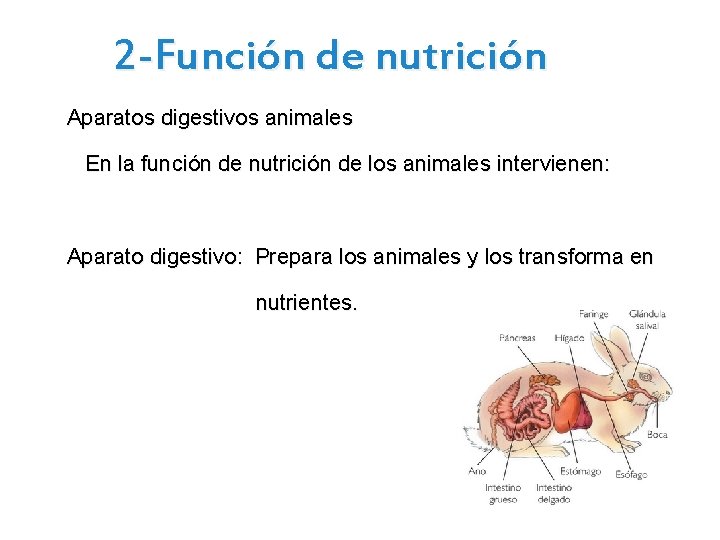 2 -Función de nutrición Aparatos digestivos animales En la función de nutrición de los