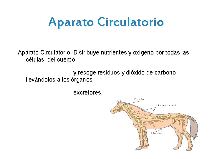 Aparato Circulatorio: Distribuye nutrientes y oxigeno por todas las células del cuerpo, y recoge