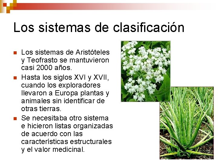 Los sistemas de clasificación n Los sistemas de Aristóteles y Teofrasto se mantuvieron casi Los sistemas de clasificación n Los sistemas de Aristóteles y Teofrasto se mantuvieron casi