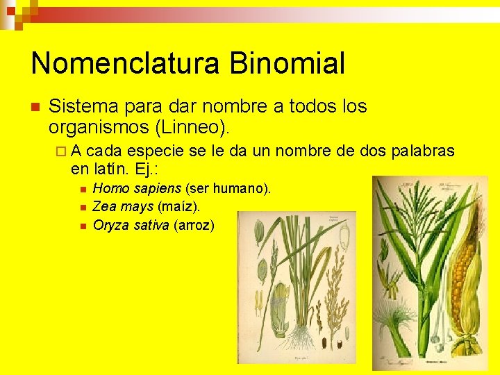 Nomenclatura Binomial n Sistema para dar nombre a todos los organismos (Linneo). ¨A cada Nomenclatura Binomial n Sistema para dar nombre a todos los organismos (Linneo). ¨A cada