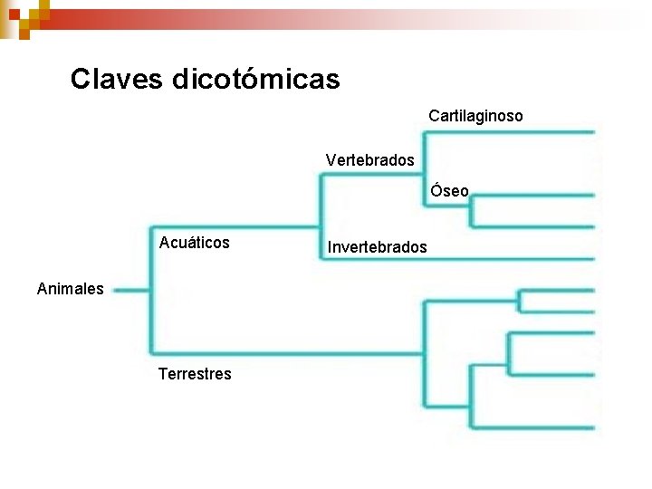 Claves dicotómicas Cartilaginoso Vertebrados Óseo Acuáticos Animales Terrestres Invertebrados Claves dicotómicas Cartilaginoso Vertebrados Óseo Acuáticos Animales Terrestres Invertebrados