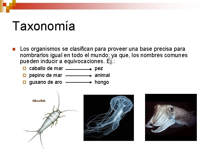 Taxonomía n Los organismos se clasifican para proveer una base precisa para nombrarlos igual Taxonomía n Los organismos se clasifican para proveer una base precisa para nombrarlos igual