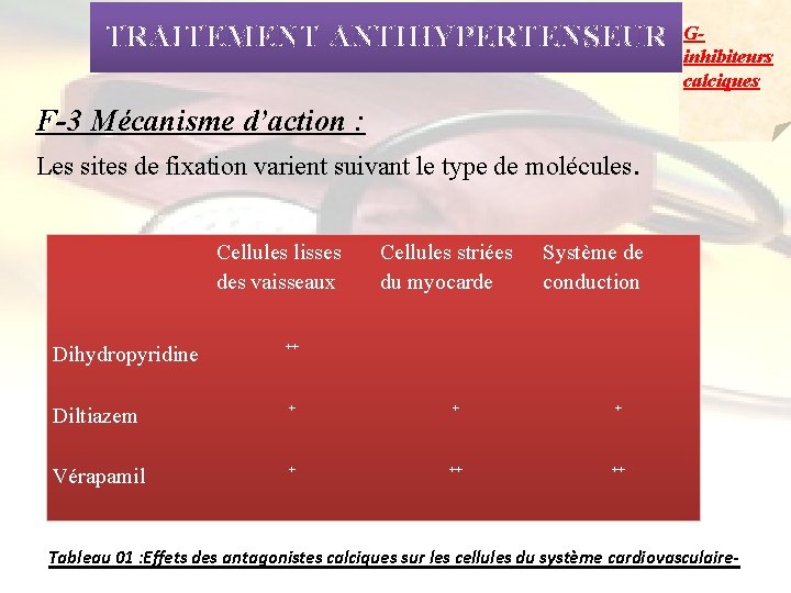 TRAITEMENT ANTIHYPERTENSEUR Ginhibiteurs calciques F-3 Mécanisme d’action : Les sites de fixation varient suivant