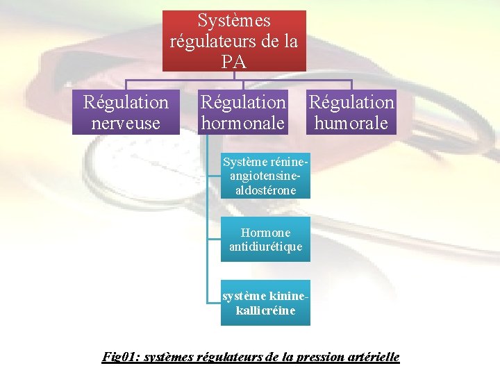 Systèmes régulateurs de la PA Régulation nerveuse Régulation hormonale humorale Système rénineangiotensinealdostérone Hormone antidiurétique