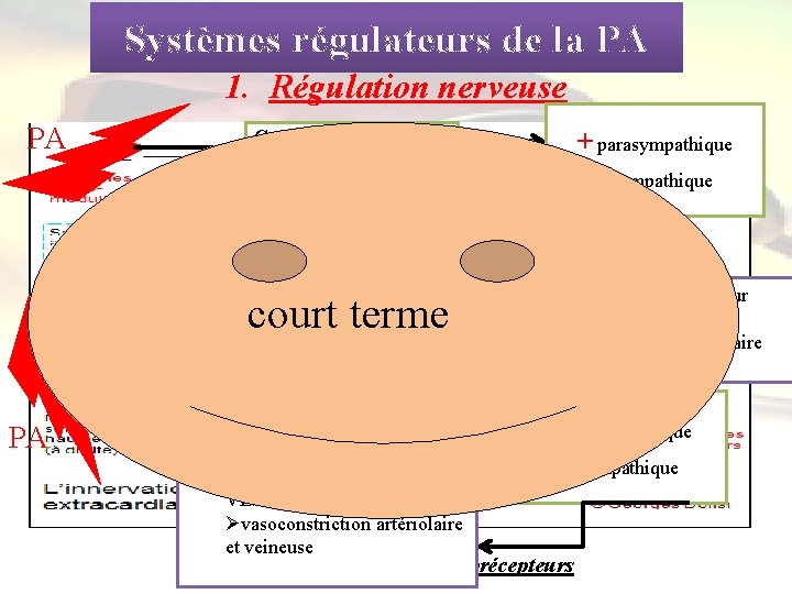 Systèmes régulateurs de la PA 1. Régulation nerveuse PA Centre cardiovasculaire court terme PA