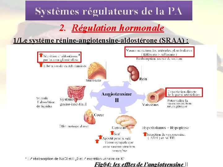 Systèmes régulateurs de la PA 2. Régulation hormonale 1/Le système rénine-angiotensine-aldostérone (SRAA) : •
