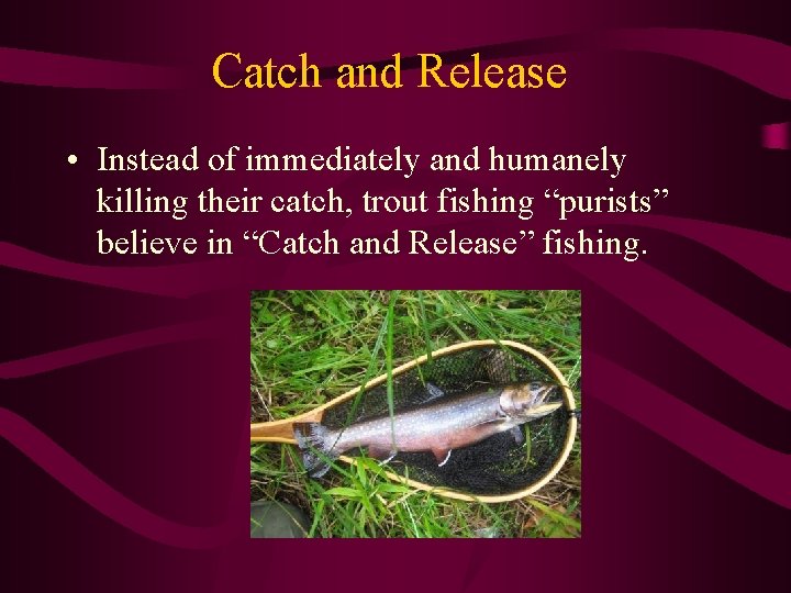 Catch and Release • Instead of immediately and humanely killing their catch, trout fishing