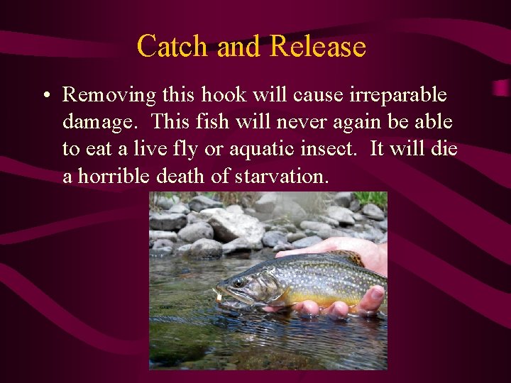 Catch and Release • Removing this hook will cause irreparable damage. This fish will