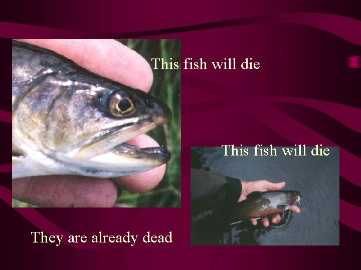 This fish will die They are already dead 