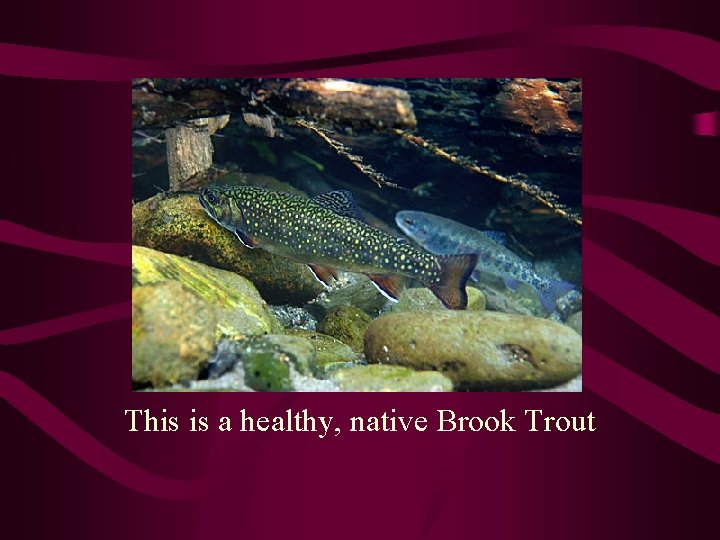 This is a healthy, native Brook Trout 